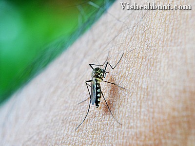 Delhi Dengue detections reach 884 in past one week