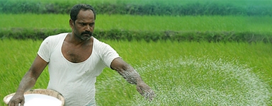 Rabi Crops Sowing Crosess 442 Lakh Hectare