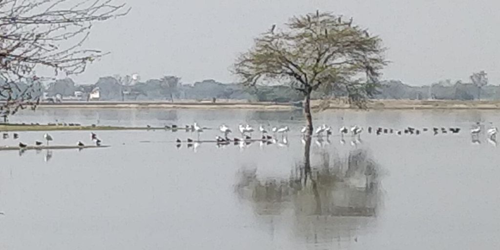 Bird Race, Jaipur Bird Race, Bird Race in Jaipur, BirdRace, Bird watching, Birds, Sunjoy Monga, HSBC