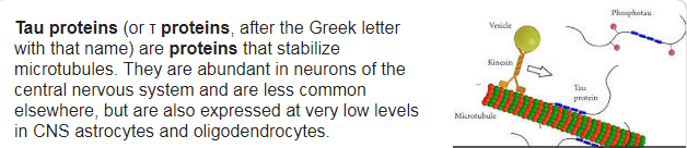 What is Tau Protein