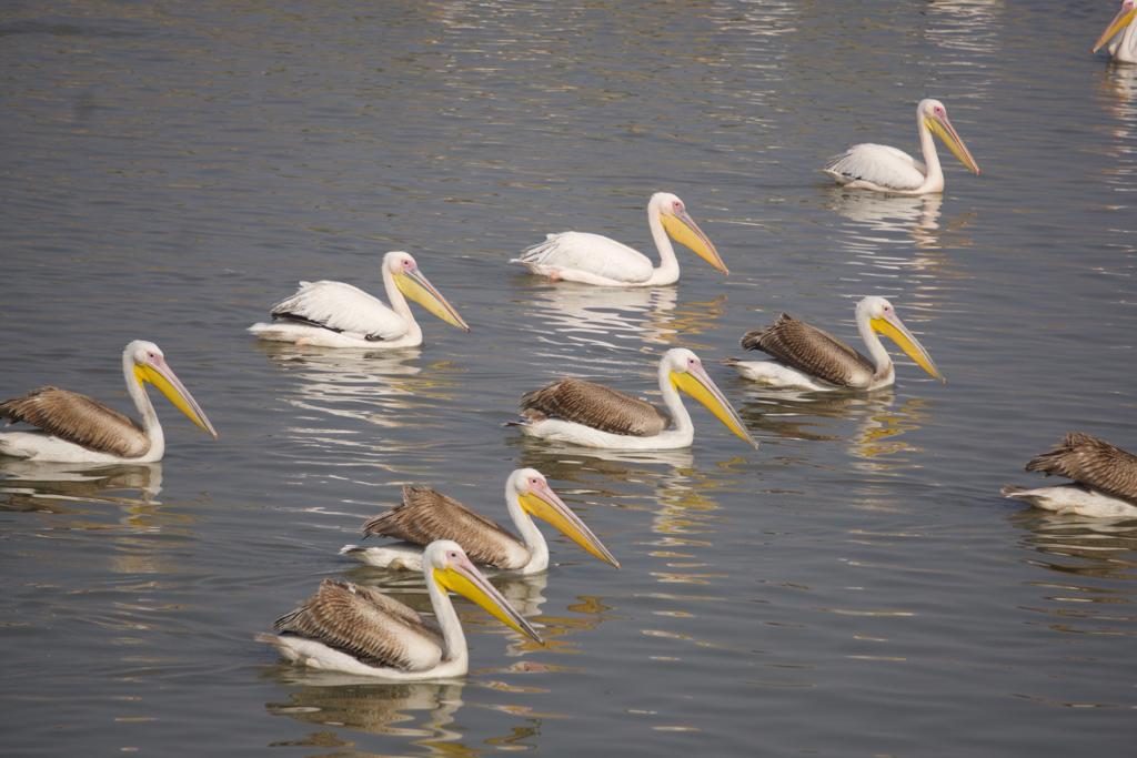 Jaipur Bird Race 2018-19-Event-Photos