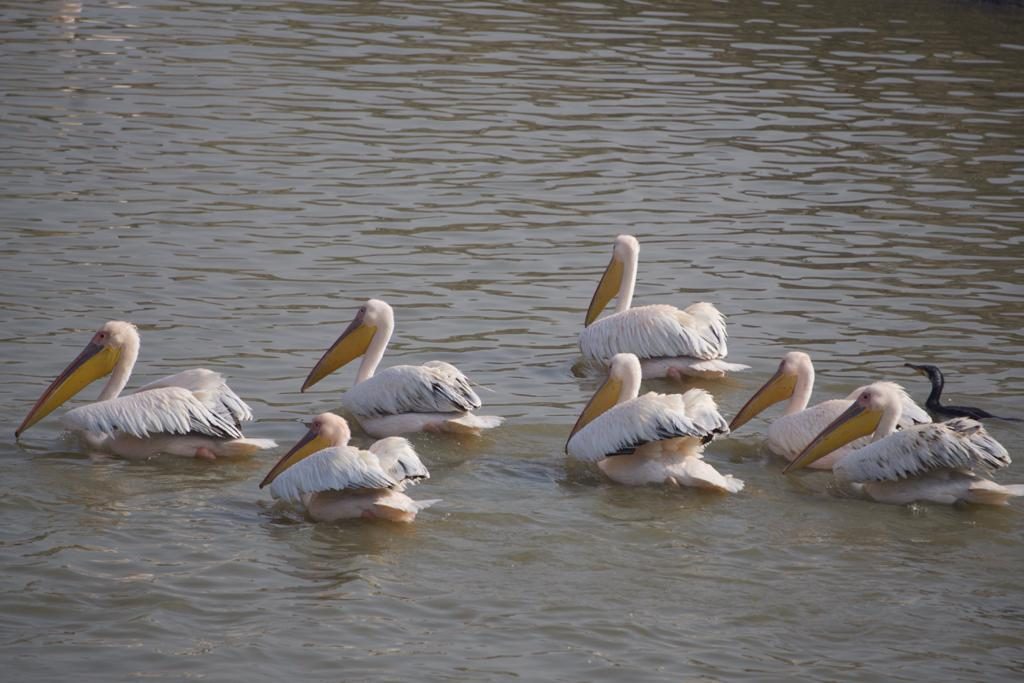 Jaipur Bird Race 2018-19-Event-Photos