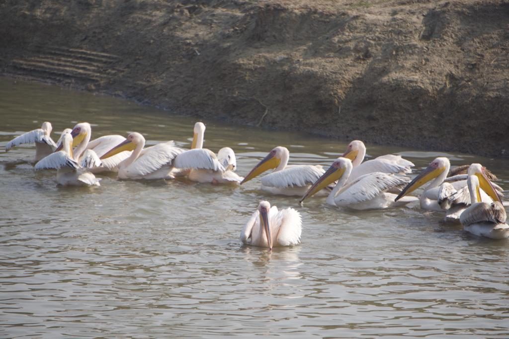 Jaipur Bird Race 2018-19-Event-Photos