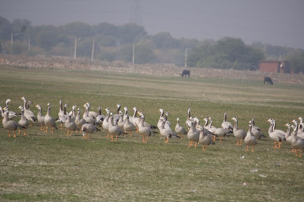 Jaipur Bird Race 2018-19-Event-Photos-4