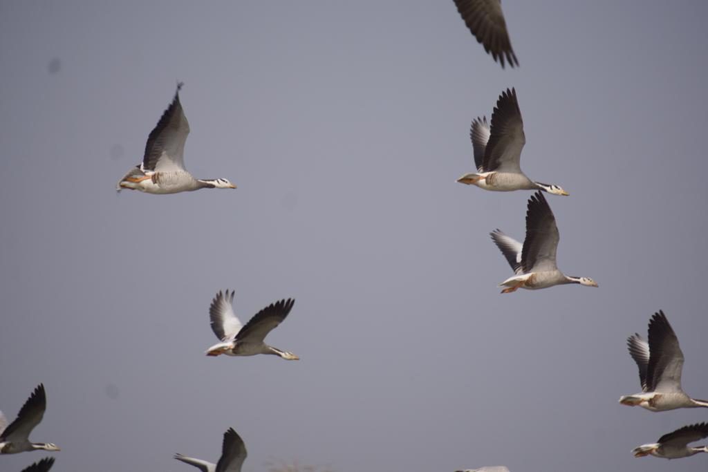 Jaipur Bird Race 2018-19-Event-Photos-7