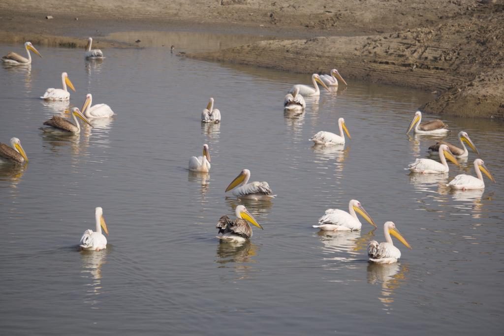 Jaipur Bird Race 2018-19-Event-Photos