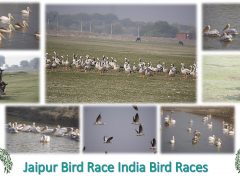 Jaipur Bird Race 2018-19-Event-photos-11