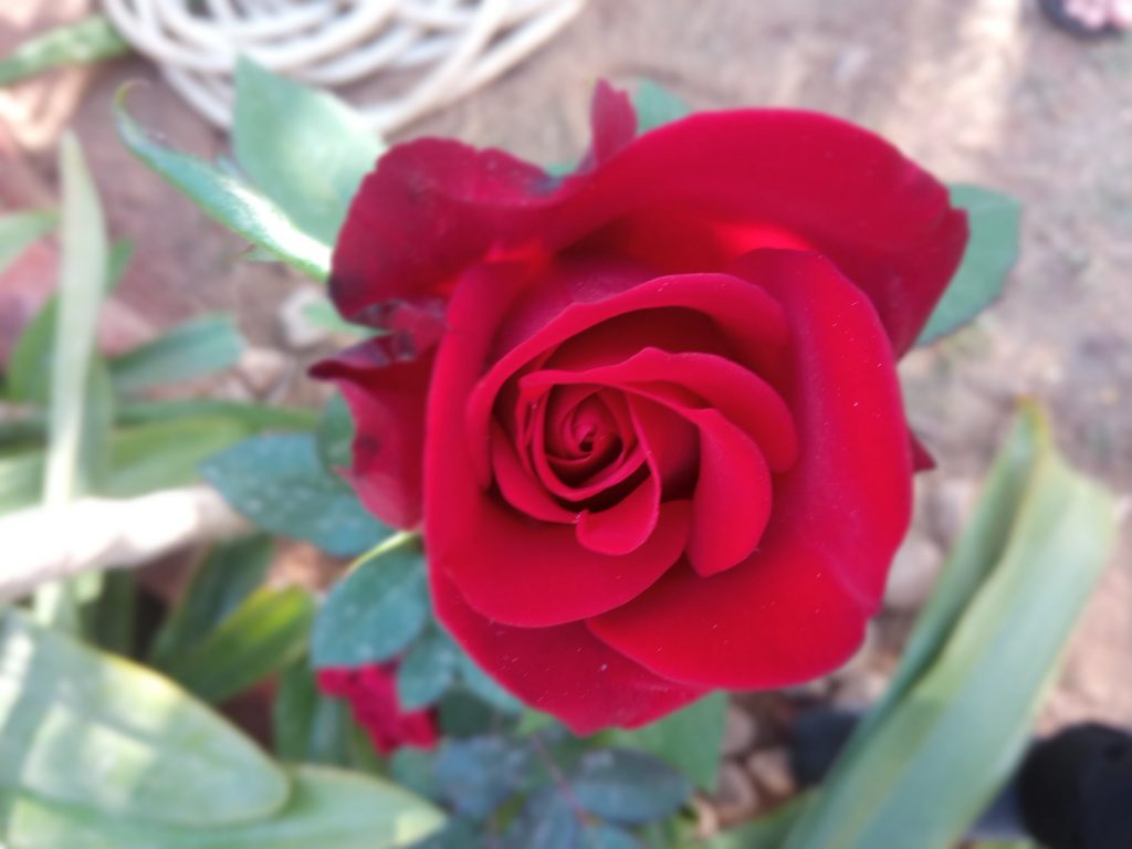 Fresh Rose blooming on Valentine's Day 2019 Copyright VisheshBaat